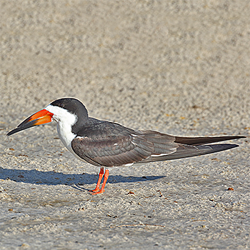 Black Skimmer