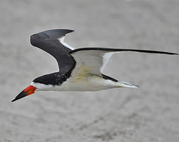 Black Skimmer