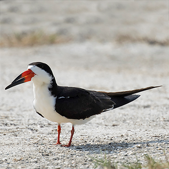 Black Skimmer