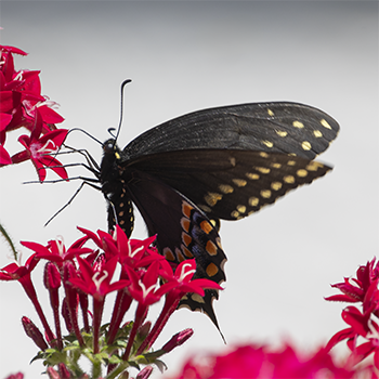 Black Swallowtail