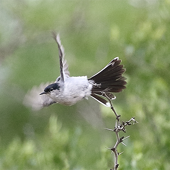 Black-tailed Gnatcatcher