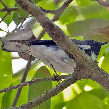 Black-throated Blue Warbler