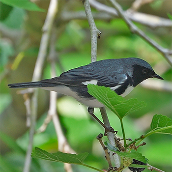 Black-throated Blue Warbler