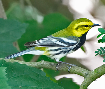 Black-throated Green Warbler