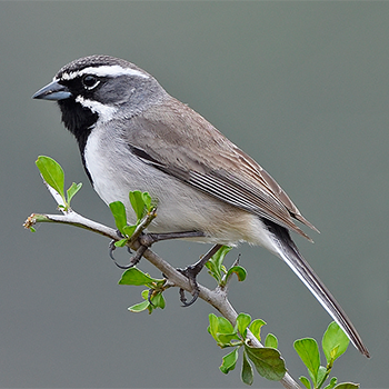 Black-throated Sparrow