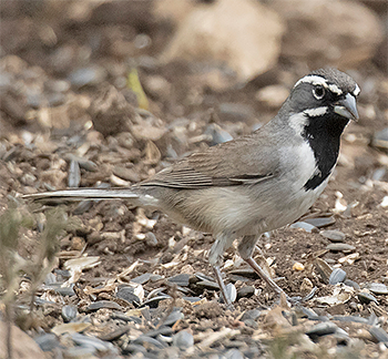 Black-throated Sparrow