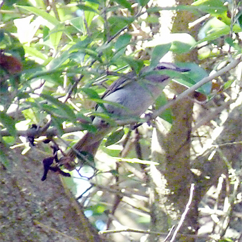 Black-whiskered Vireo