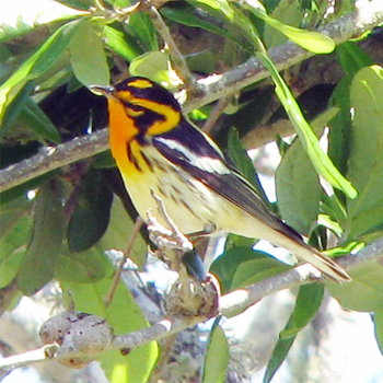 Blackburnian Warbler