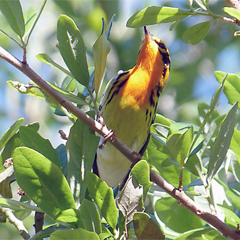 Blackburnian Warbler