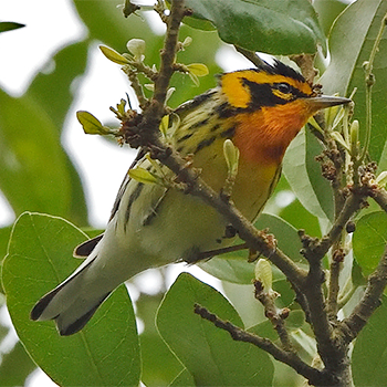 Blackburnian Warbler