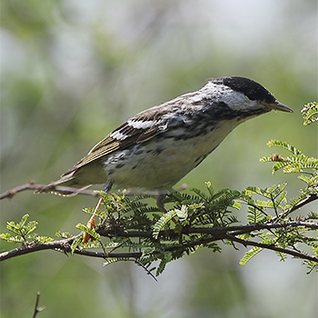 Blackpoll Warbler