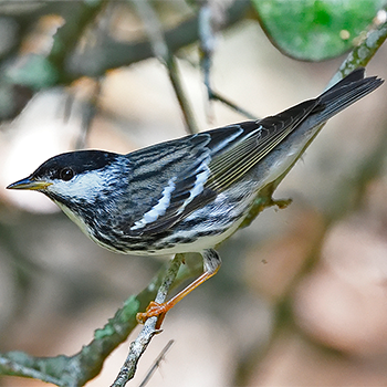 Blackpoll Warbler