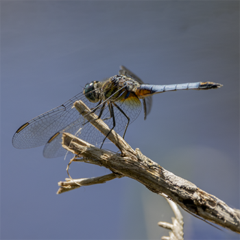 Blue Dasher