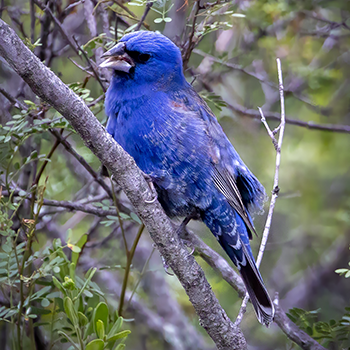 Blue Grosbeak