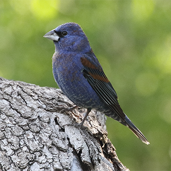 Blue Grosbeak