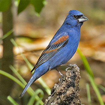 Blue Grosbeak