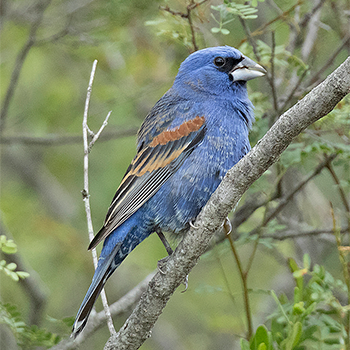 Blue Grosbeak