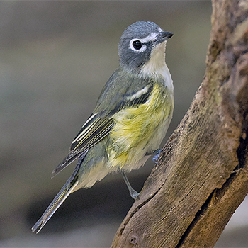 Blue-headed Vireo