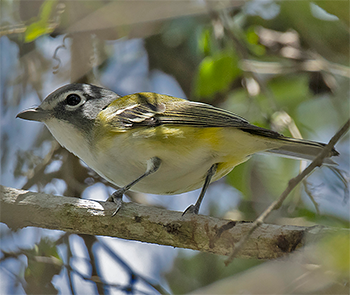 Blue-headed Vireo