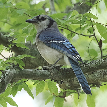 Blue Jay