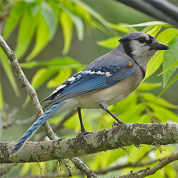 Blue Jay