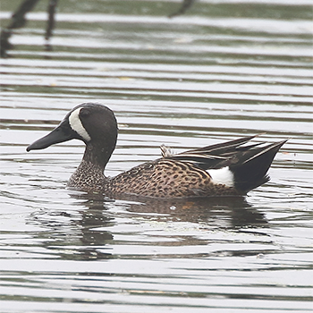 Blue-winged Teal