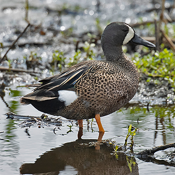 Blue-winged Teal