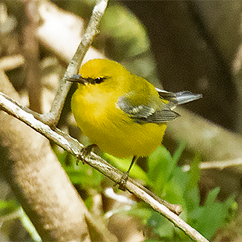 Blue-winged Warbler