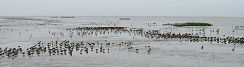 Bolivar Flats