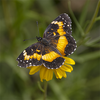 Bordered Patch