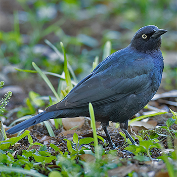 Brewer's Blackbird