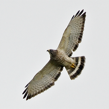 Broad-winged Hawk
