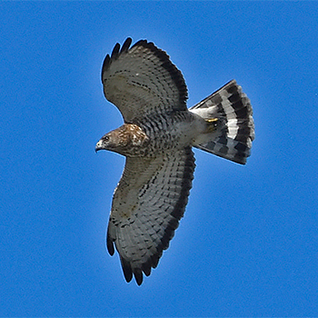 Broad-winged Hawk