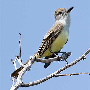 Brown-crested Flycatcher