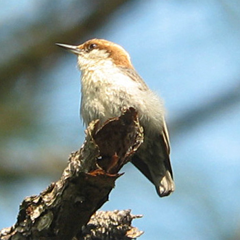 Brown-headed Nuthatch