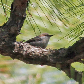 Brown-headed Nuthatch