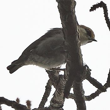 Brown-headed Nuthatch