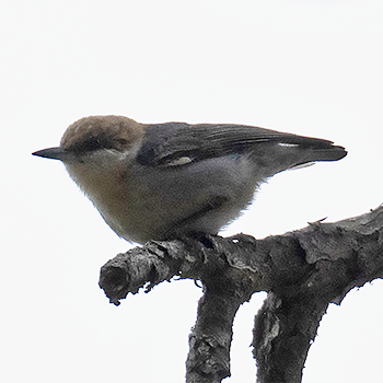 Brown-headed Nuthatch