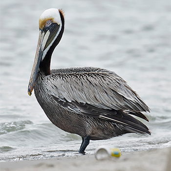 Brown Pelican