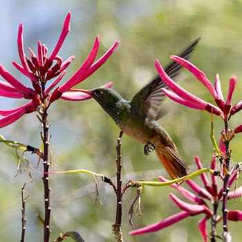 Buff-bellied Hummingbird