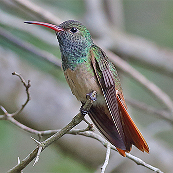 Buff-bellied Hummingbird