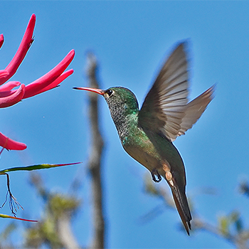 Buff-bellied Hummingbird