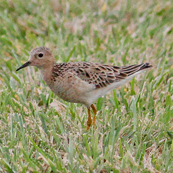 Buff-breasted Sandpiper