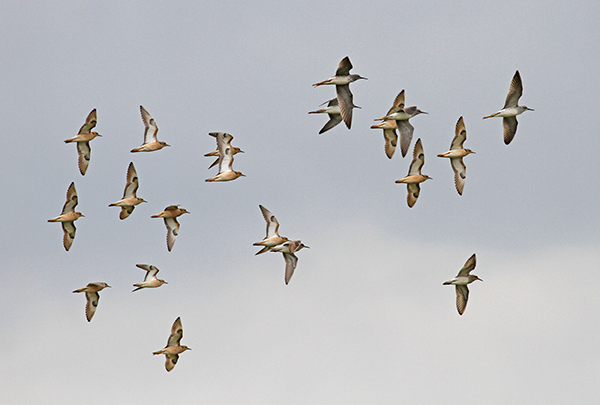 Buff-breasted Sandpipers with Lesser Yellowlegs and Pectoral Sandpipers