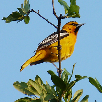 Bullock's Oriole
