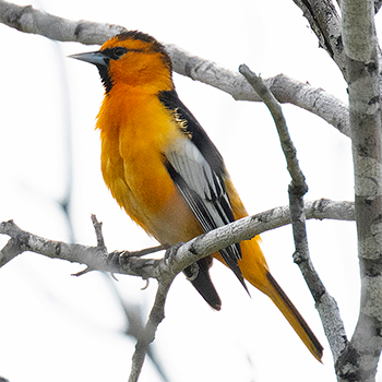 Bullock's Oriole