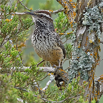 Cactus Wren