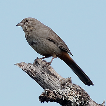 Canyon Towhee