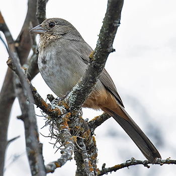 Canyon Towhee