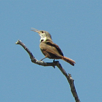 Canyon Wren